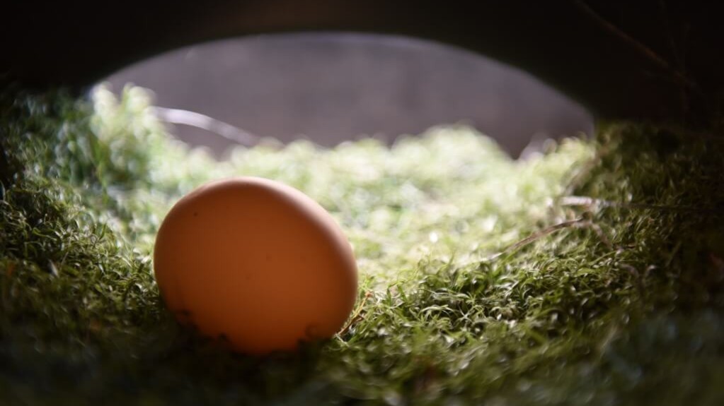 Washed vs Unwashed Eggs What